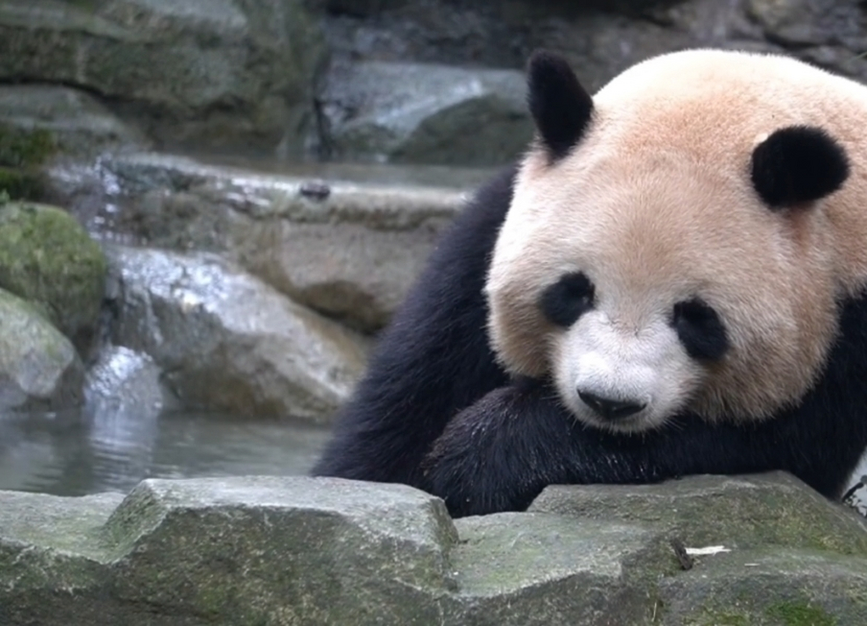 大熊猫肉肉在水池旁边枕着小手手, 发着呆, 也不知道在想些什么?