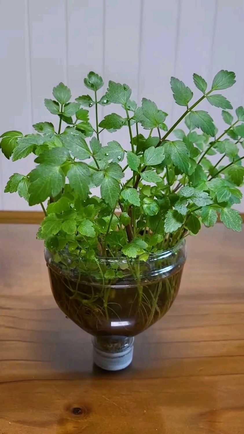 香菜根不要扔,像这样水培,也是不错的选择