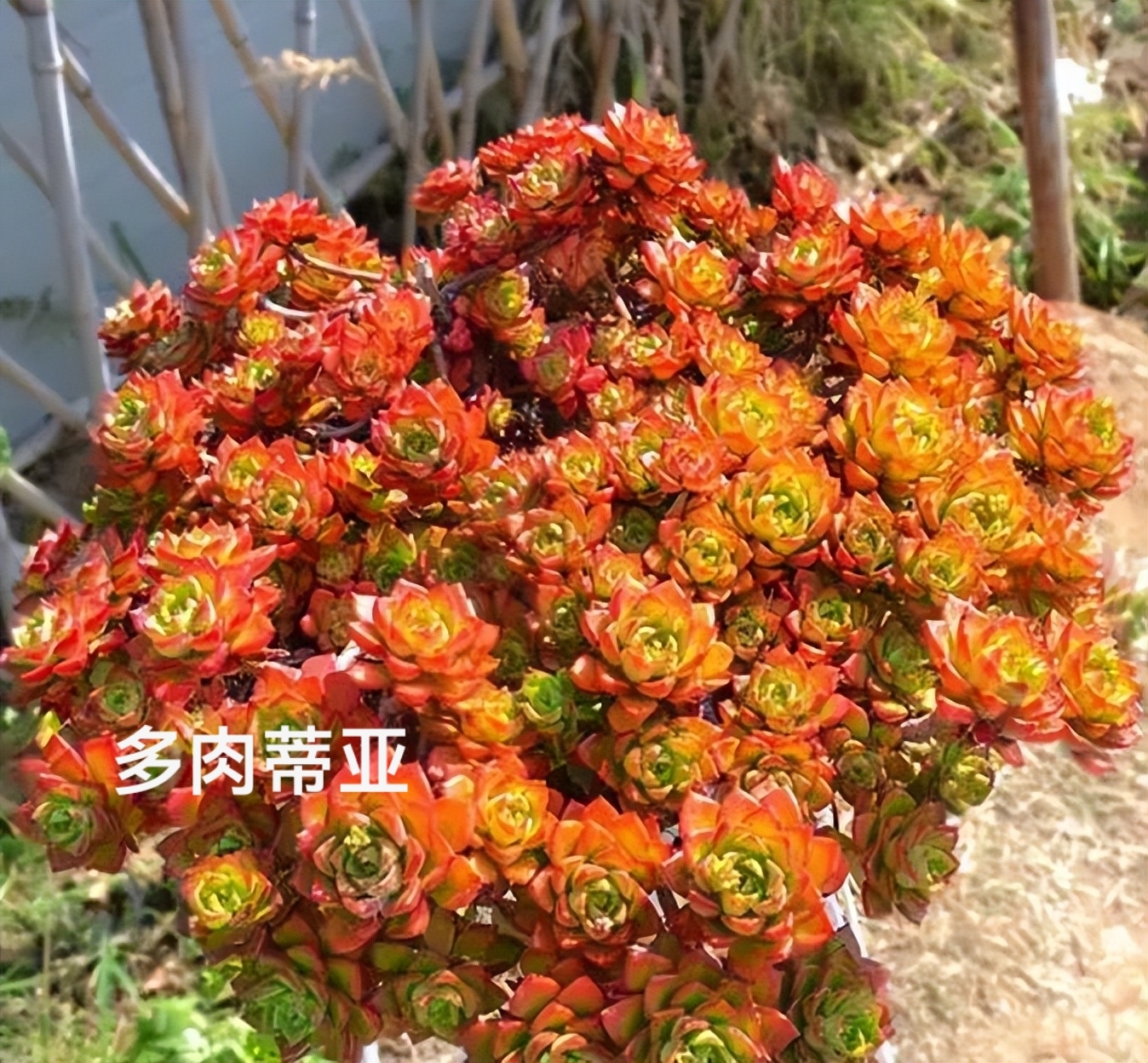 多肉蒂亚的花语和修剪方法