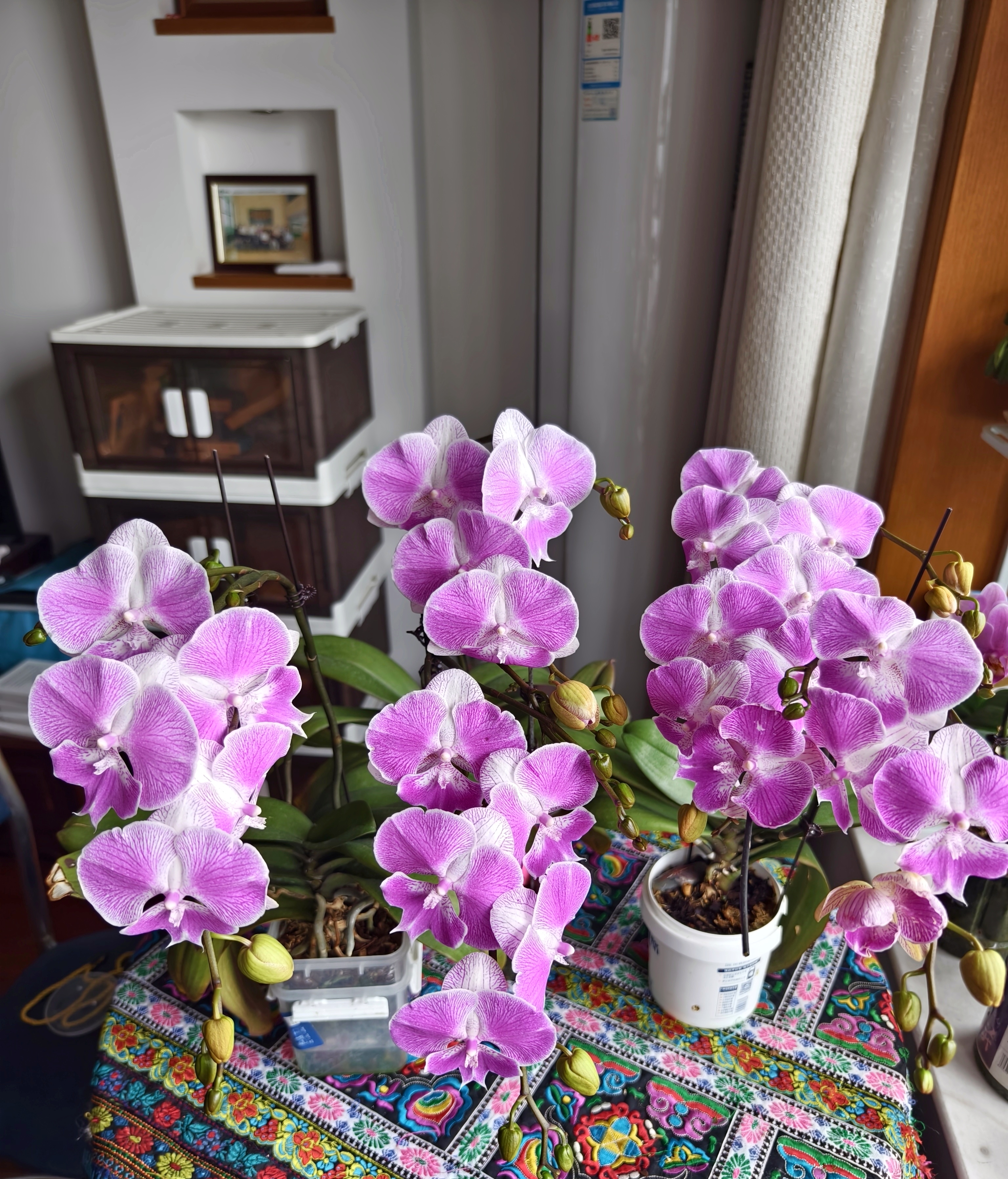 关于梦露花卉的信息 关于梦露花草
的信息（梦露花花语） 花卉
