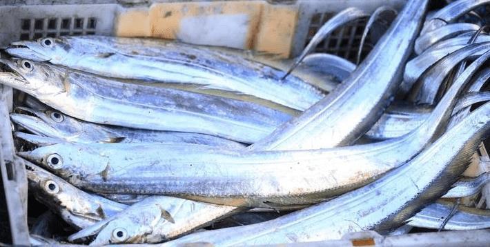 买带鱼,记得分清"黑眼睛"和"黄眼睛",区别不小,弄懂再花钱