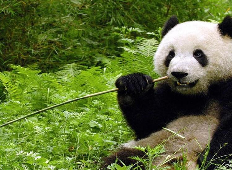 2014年云南一男子被举报家中藏有野味警方搜出85kg大熊猫肉