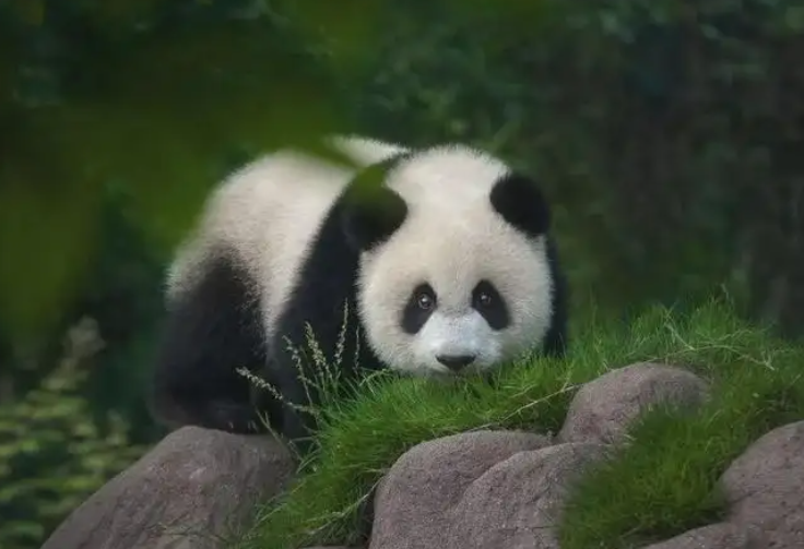 2014年云南一男子被举报家中藏有野味警方搜出85kg大熊猫肉