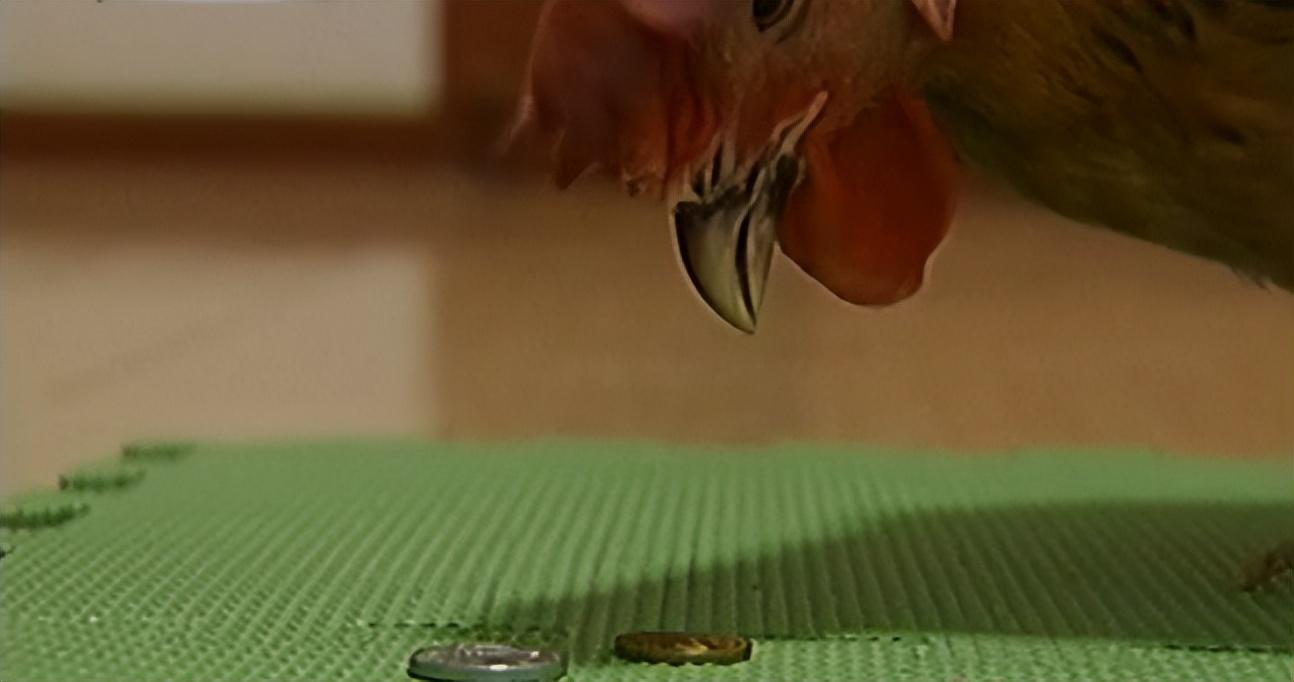 09年辽宁女子带女儿逛街男友看到如遭电击女儿是只鸡