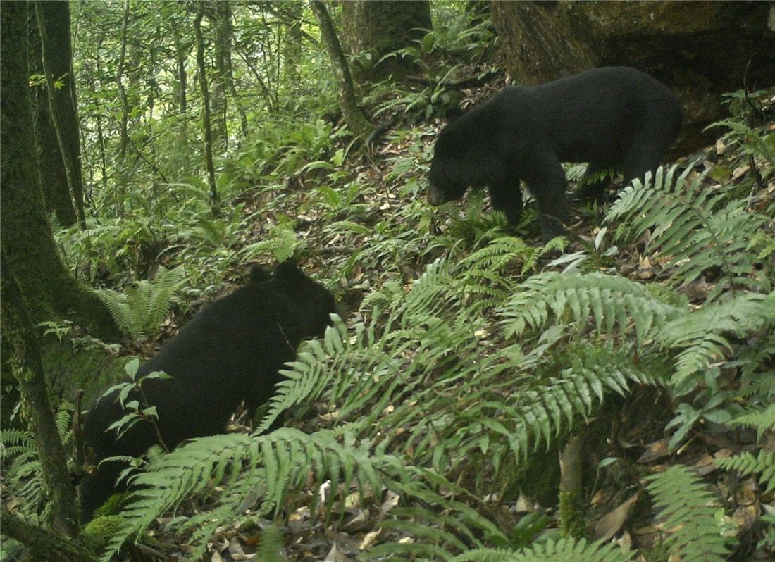 大相岭的一个山坡上,2只亚成年的黑熊相遇了,一只有点胖,一只较单瘦