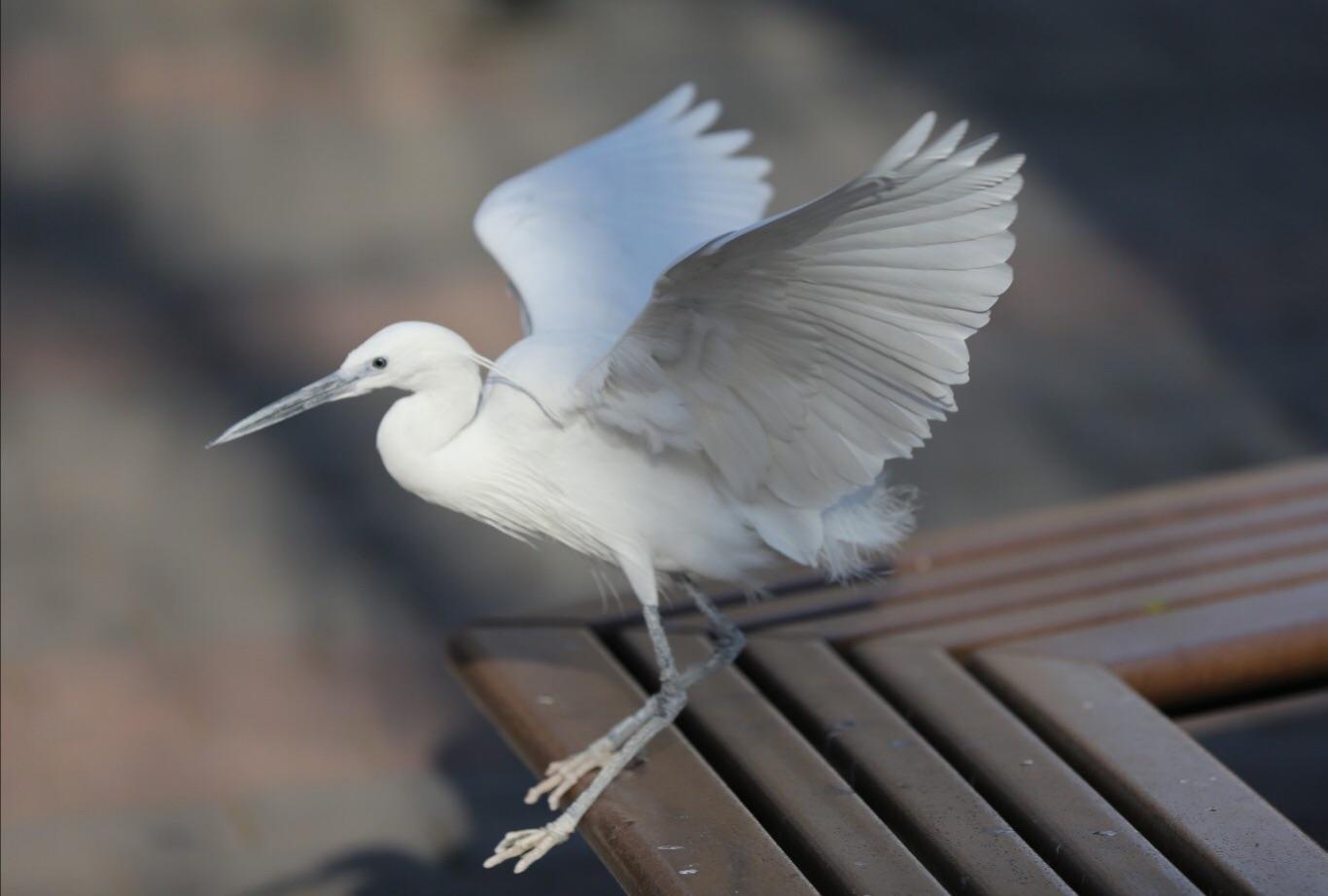 03年男子救助骨折白鹭三次放生均赖着不走比小孩还听话