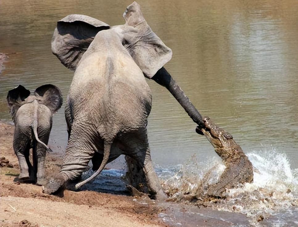 回顾大象在河边喝水被鳄鱼一口咬住象鼻大象没了鼻子还能活吗