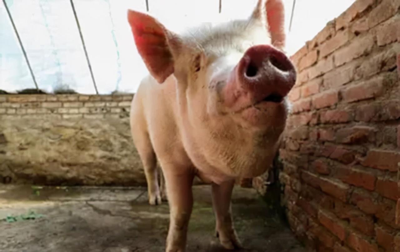 1999年辽宁老汉救下一猪仔18年后长到1800斤死后成镇馆之宝