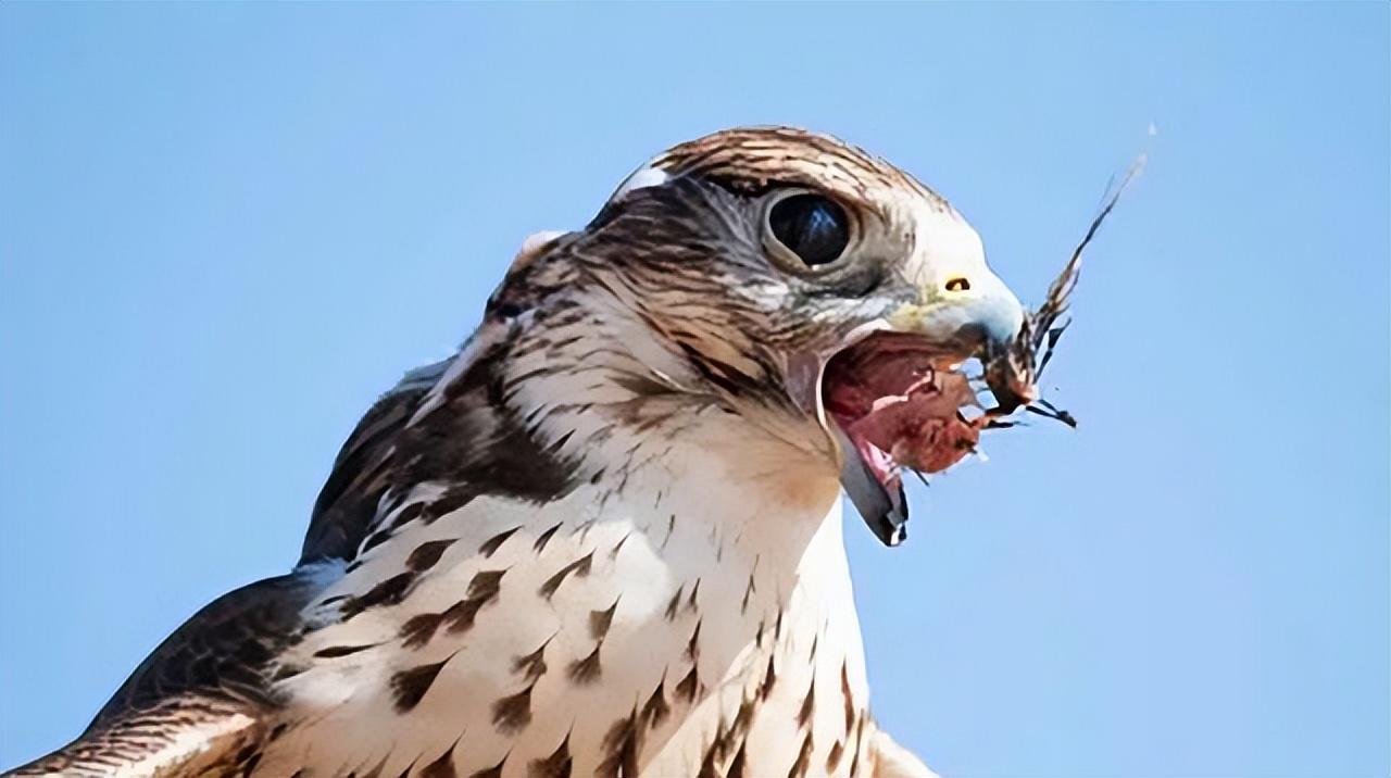 17年河南菜农捡一凶鸟3斤重翅膀张开80厘米专家看后发现端倪