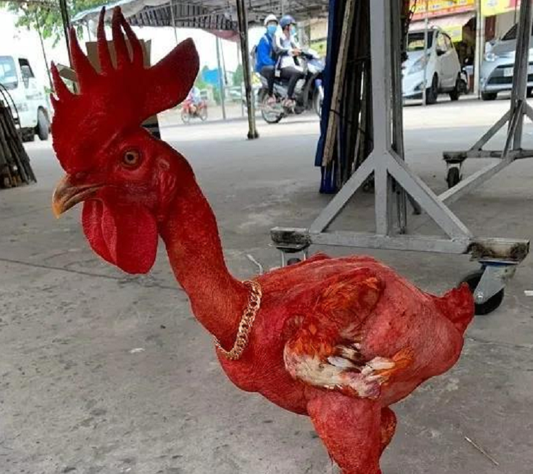 2020年小伙养了一只红色无毛鸡两年后有人出价一万四都不卖