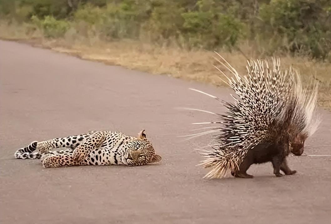 回顾:豪猪身上有3万多根尖刺,它们是如何交配的?会不会伤到同类?