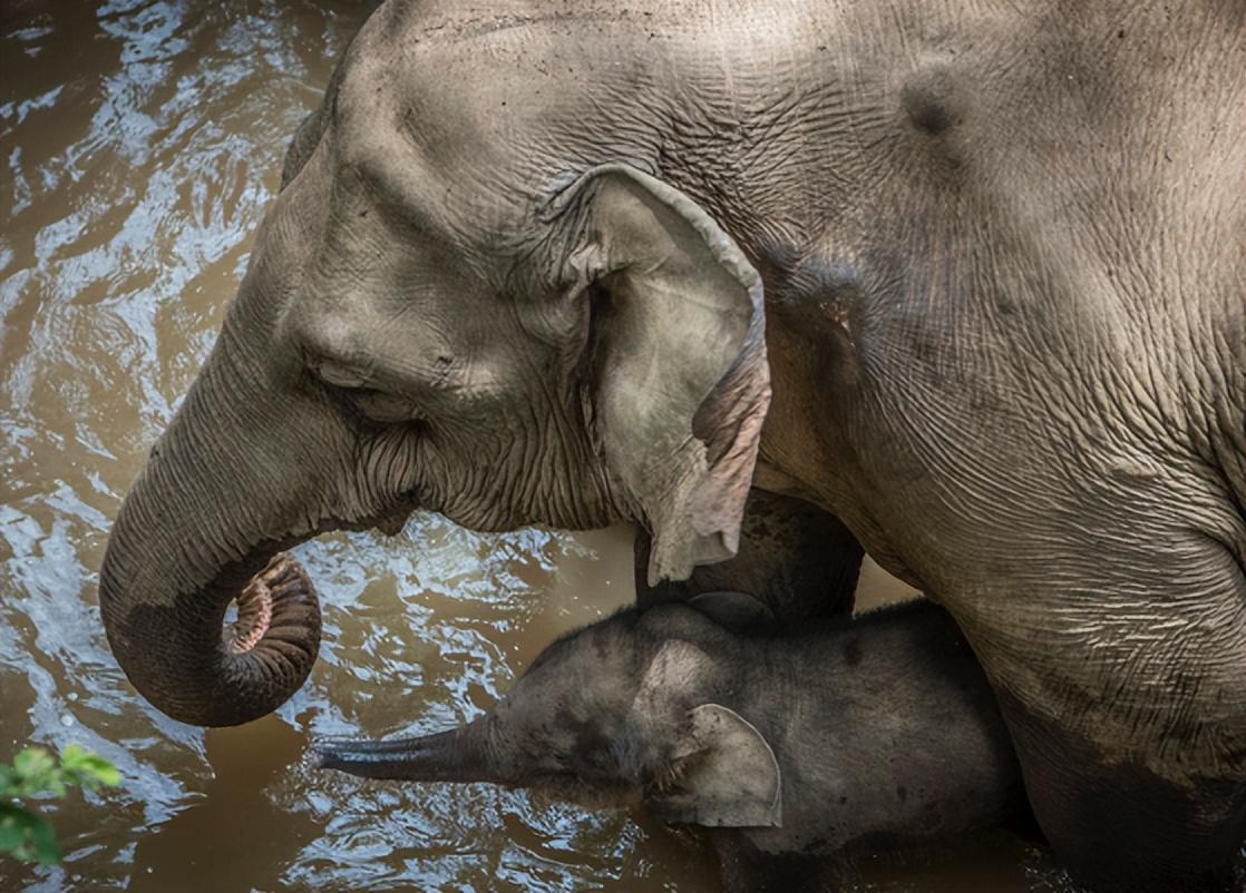 举步维艰的象群