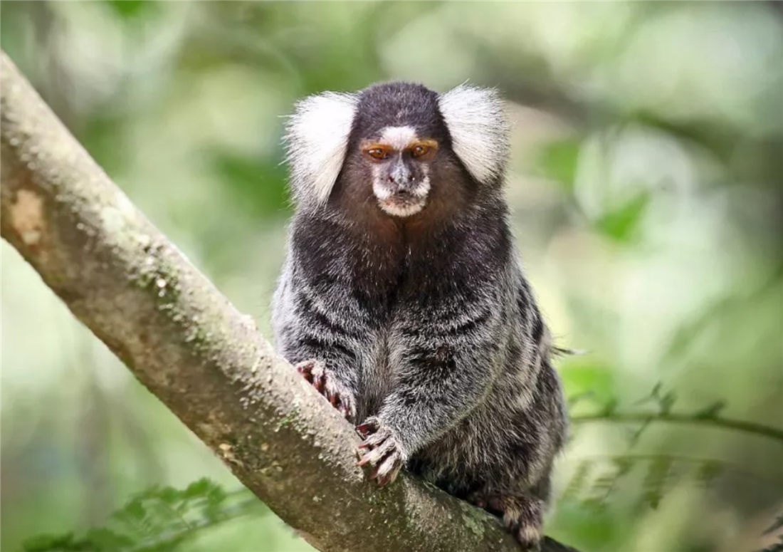 回顾亚马孙雨林里的狨母狨负责生育和哺乳公狨养宝宝尽职尽责