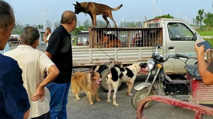 回顾偷狗的人用毒药到底有多毒01克就能致死被偷的狗去哪了