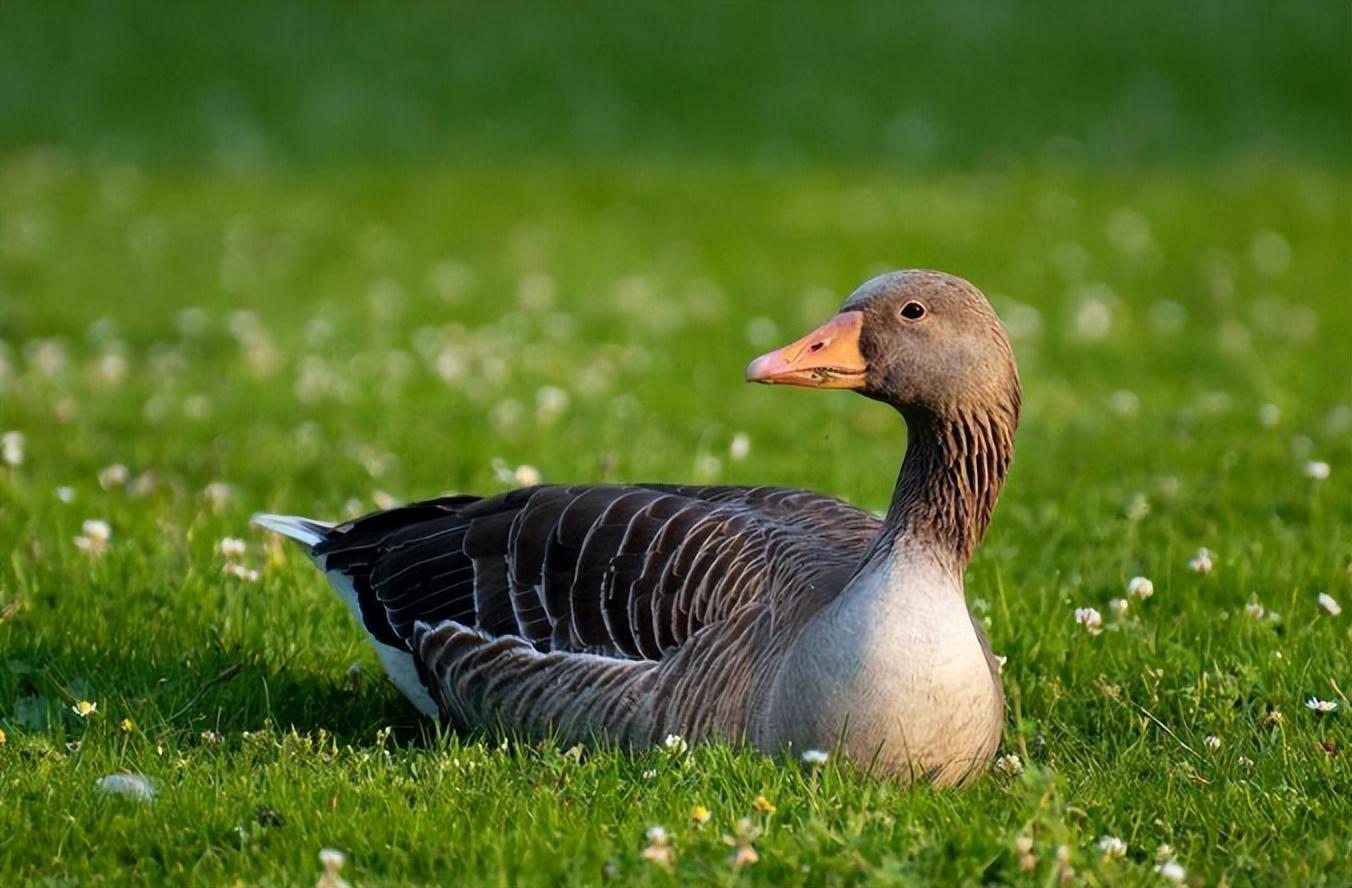 回顾18年女子救虚弱大雁恢复后蹭吃蹭喝不离开还带同伴定居