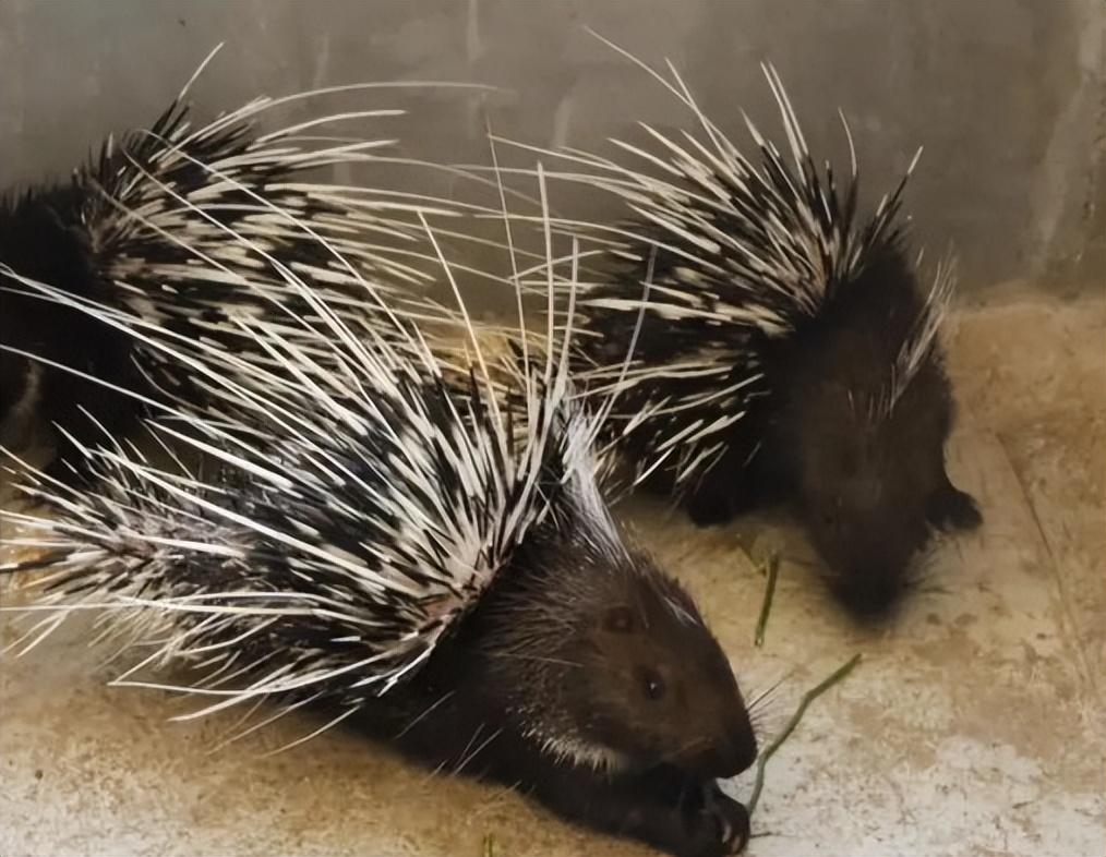 回顾:豪猪身上有3万多根尖刺,它们是如何交配的?会不会伤到同类?