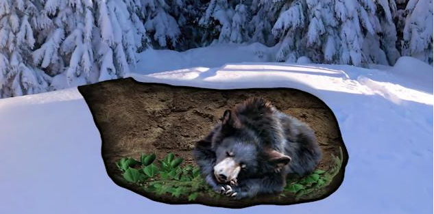 冬眠的熊会被老虎拖出去吃掉,是真的吗?