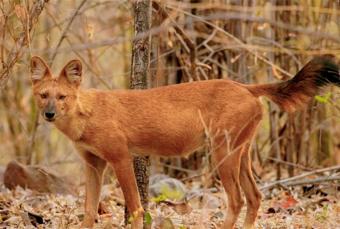 典型的山地动物,它的中文学名叫豺,有的地方叫马彪狗,红狼与亚洲野犬