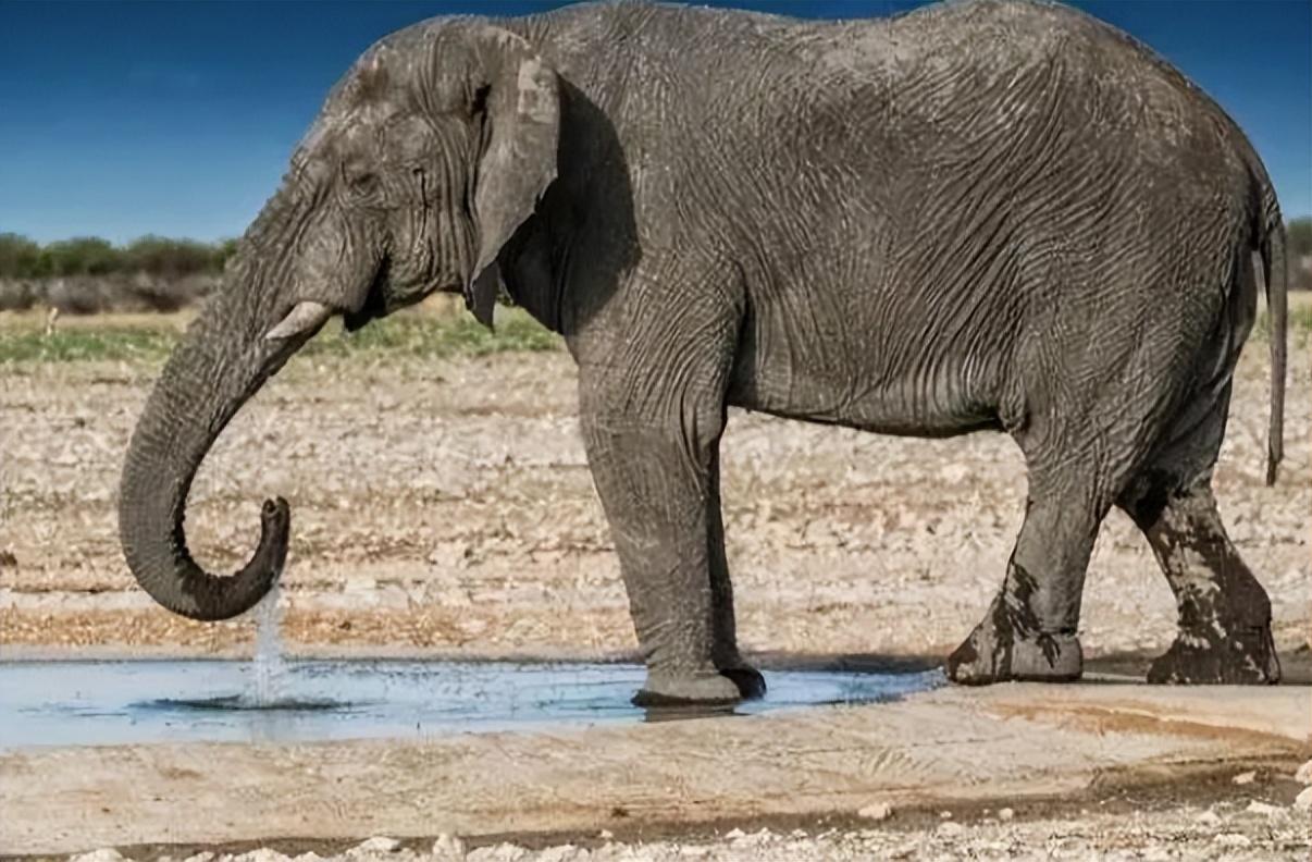 回顾大象在河边喝水被鳄鱼一口咬住象鼻大象没了鼻子还能活吗