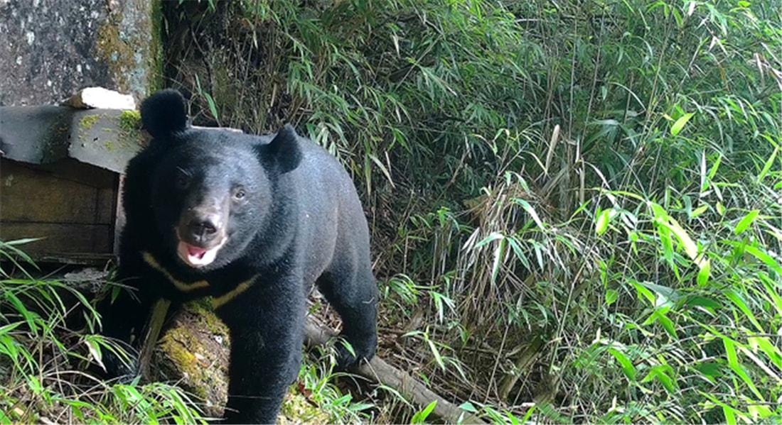 2021年,不仅在大相岭,就连浙江等地,都陆续出现黑熊的身影.