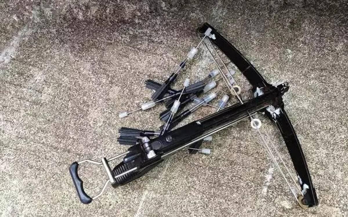 回顾偷狗的人用毒药到底有多毒01克就能致死被偷的狗去哪了