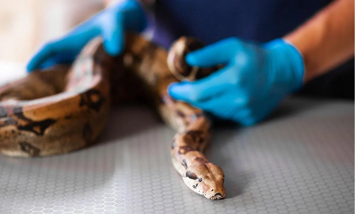 一,海南小伙与蛇离奇初相遇