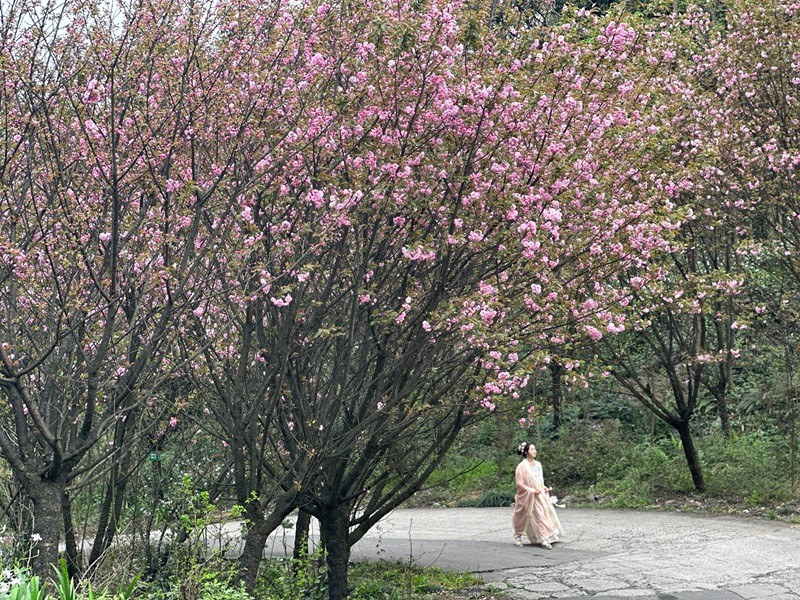 沙湾樱花基地图片