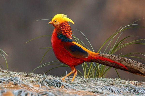 后证实为红腹锦鸡,属于国家二级保护动物