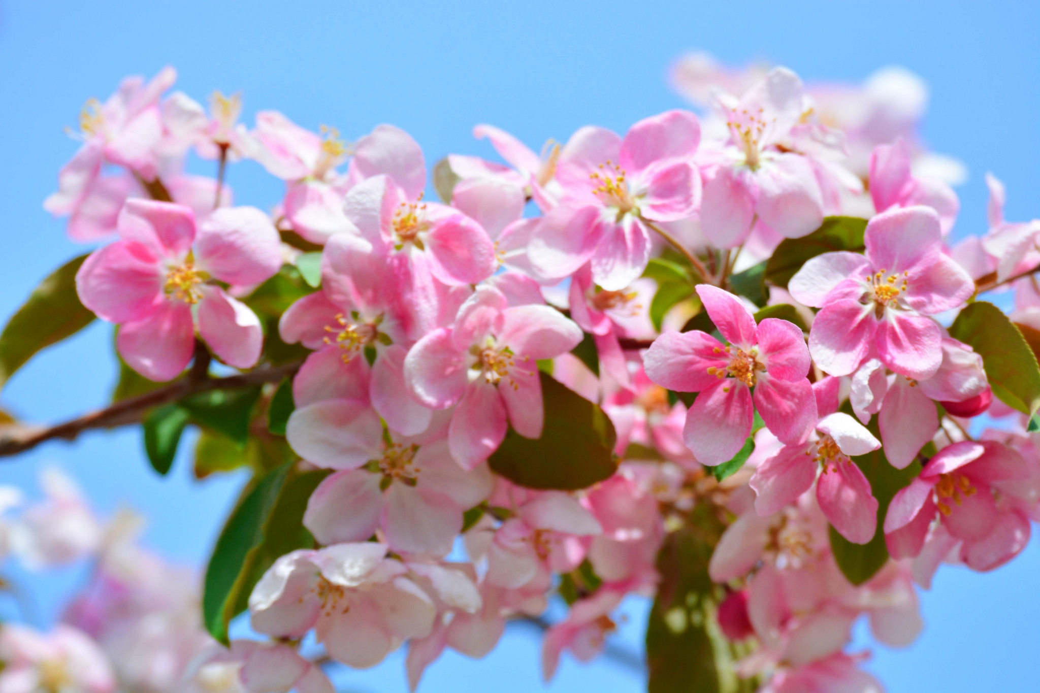 做人,要学会哄自己开心!(精辟)