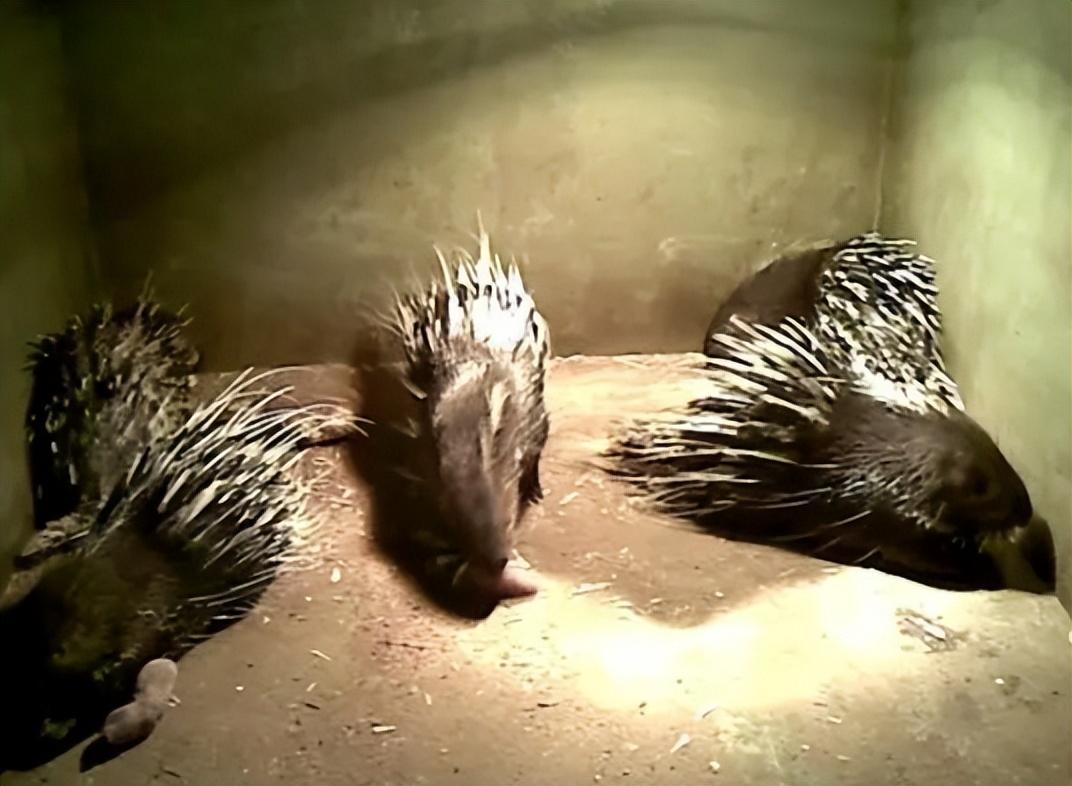 回顾:豪猪身上有3万多根尖刺,它们是如何交配的?会不会伤到同类?