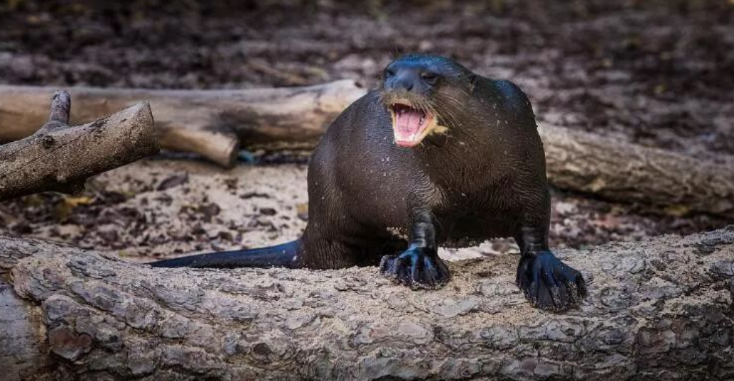 回顾:巨水獭战斗力多强?生啃鳄鱼狂炫食人鱼,连森蚺它们也不放过!
