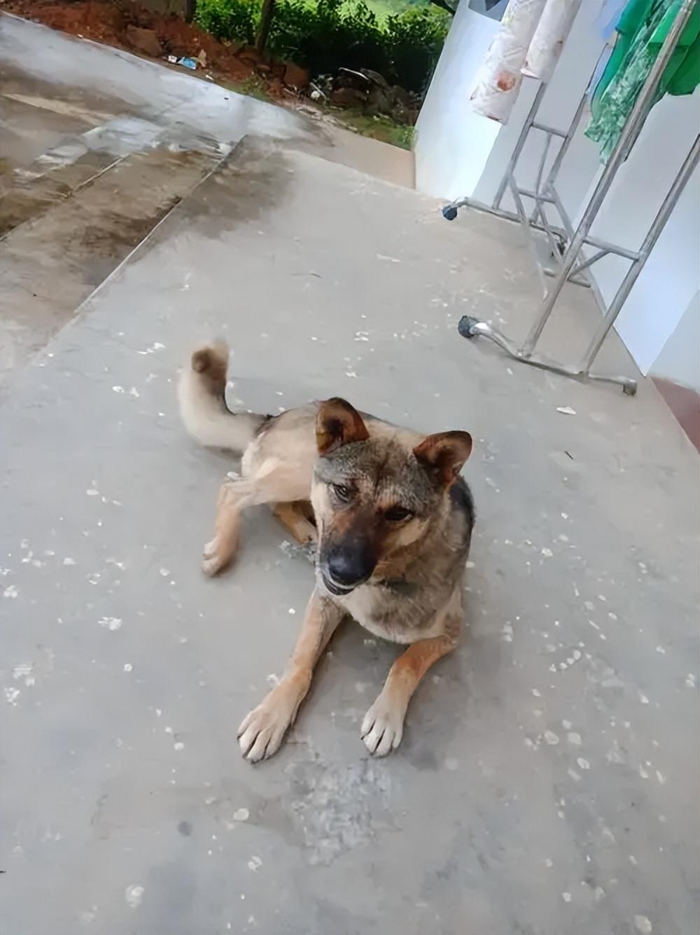 土狗才是血统高贵的狗为何养过土狗后就不会养其他狗了