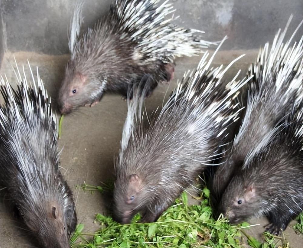 回顾:豪猪身上有3万多根尖刺,它们是如何交配的?会不会伤到同类?