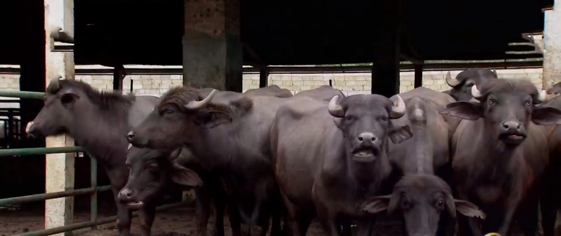 如果处理不好,不仅会产生大量的臭气影响牛的生活环境,还会污染环境