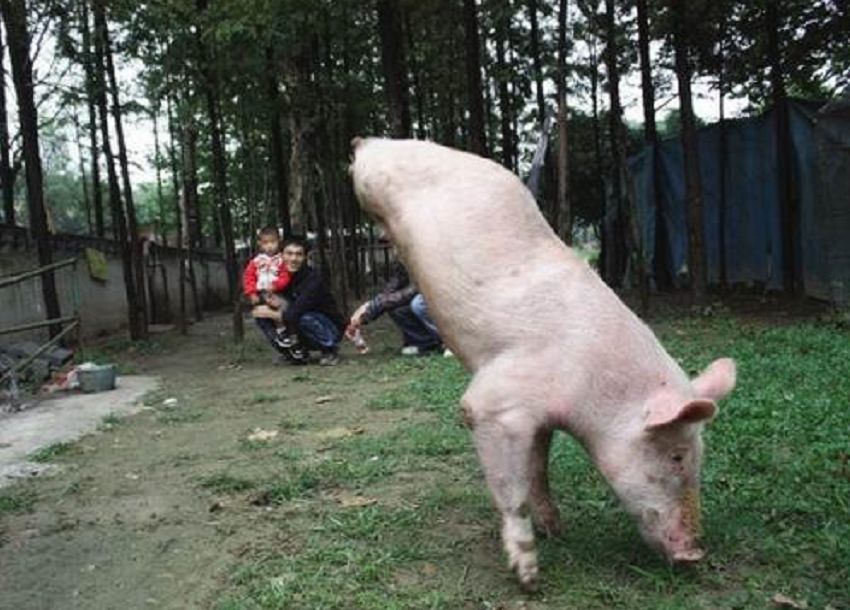 2010年河南老人养了头双腿猪吃食靠倒立有人出价10万都不卖