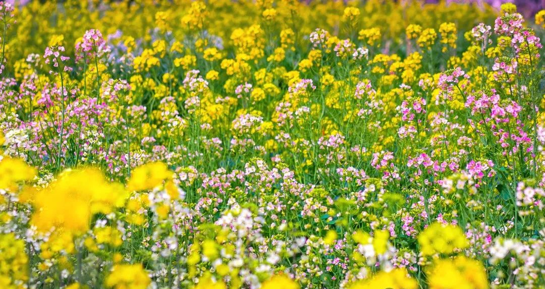 美如画!走,到舟山这里赏七彩油菜花