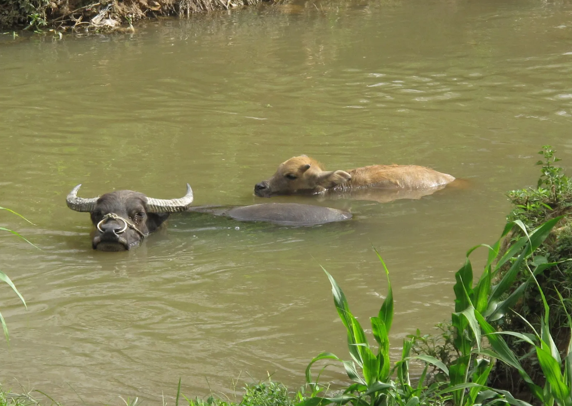 2000年广西农民养了一头水牛10年后成神牛有人出8万都不卖