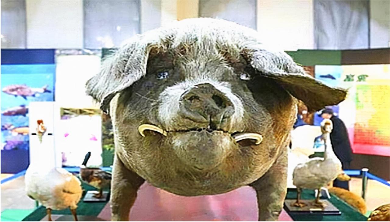 1999年辽宁老汉救下一猪仔18年后长到1800斤死后成镇馆之宝