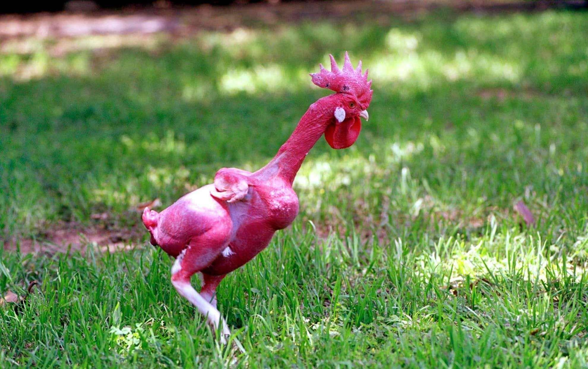 壁纸 花 桌面 1980_1245