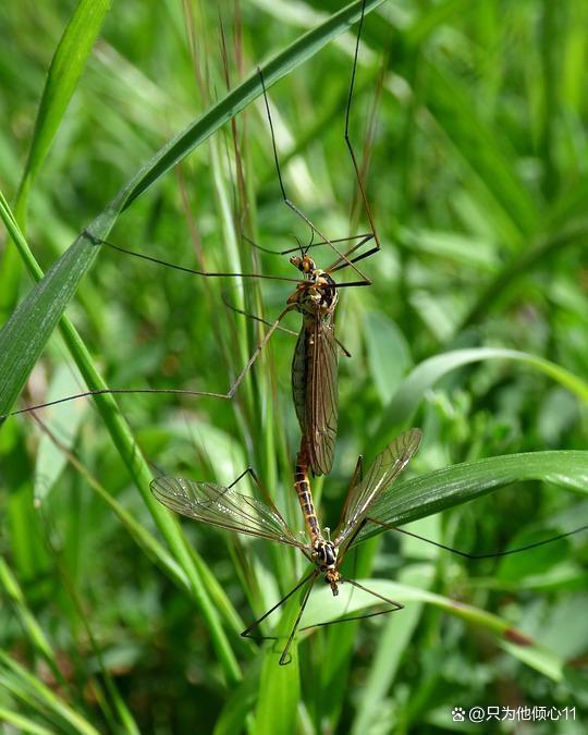 九成人不知道蚊子天敌是啥1个笨法子整夜开窗也不怕