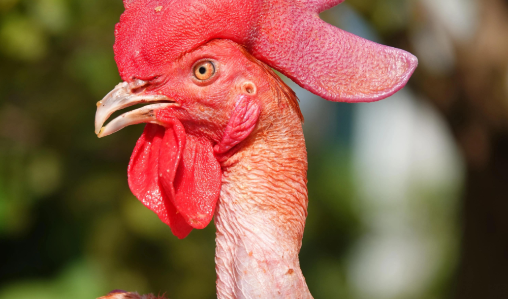 2020年小伙养了一只红色无毛鸡两年后有人出价一万四都不卖