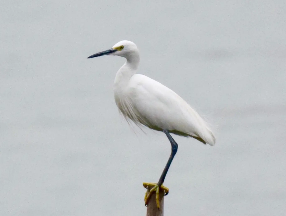 03年男子救助骨折白鹭三次放生均赖着不走比小孩还听话