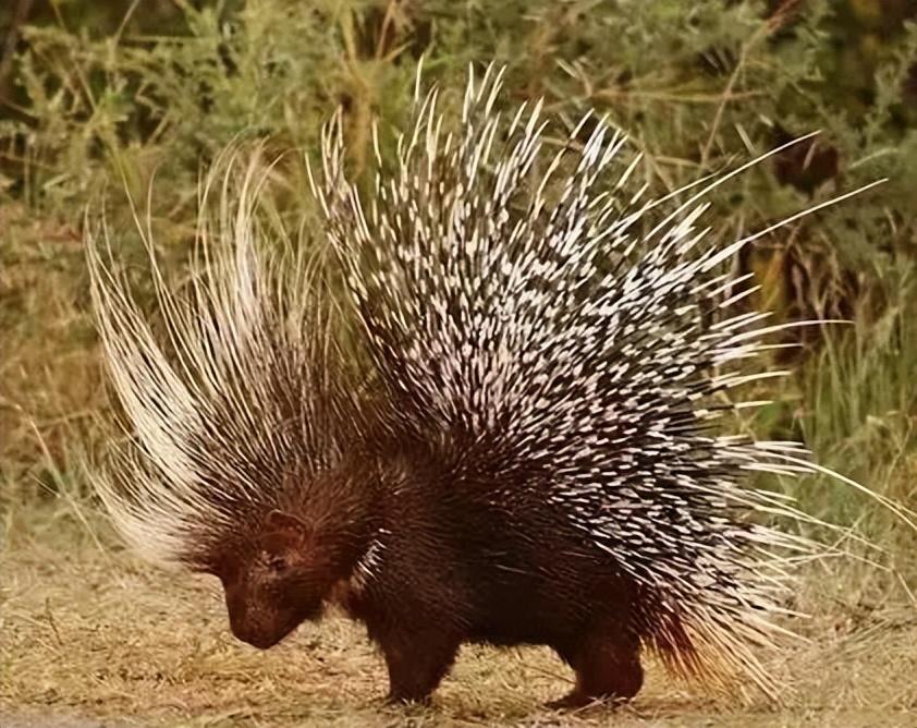 回顾:豪猪身上有3万多根尖刺,它们是如何交配的?会不会伤到同类?