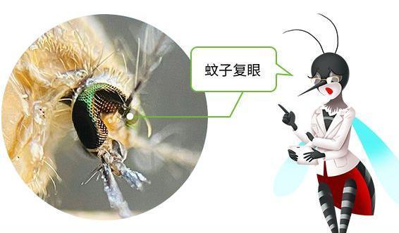 九成人不知道蚊子的天敌是什么教你一个小妙招整夜安睡