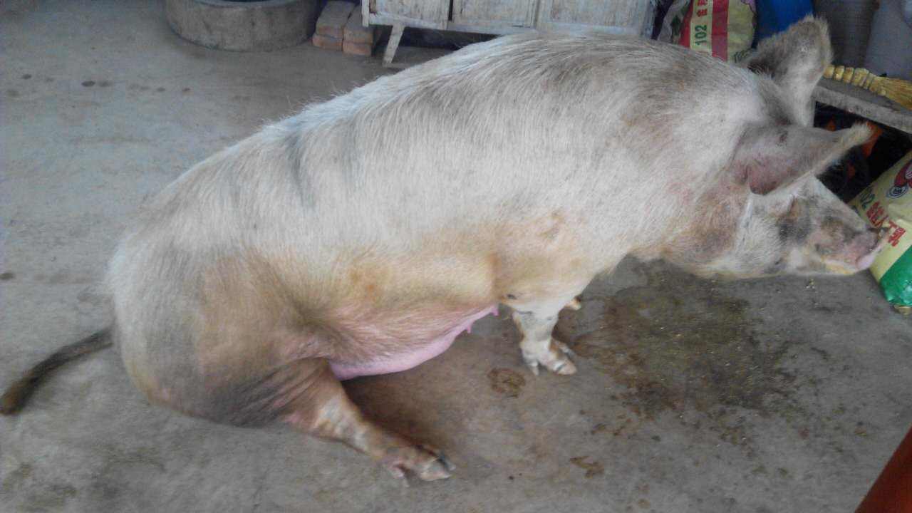 2010年河南老人养了头双腿猪吃食靠倒立有人出价10万都不卖