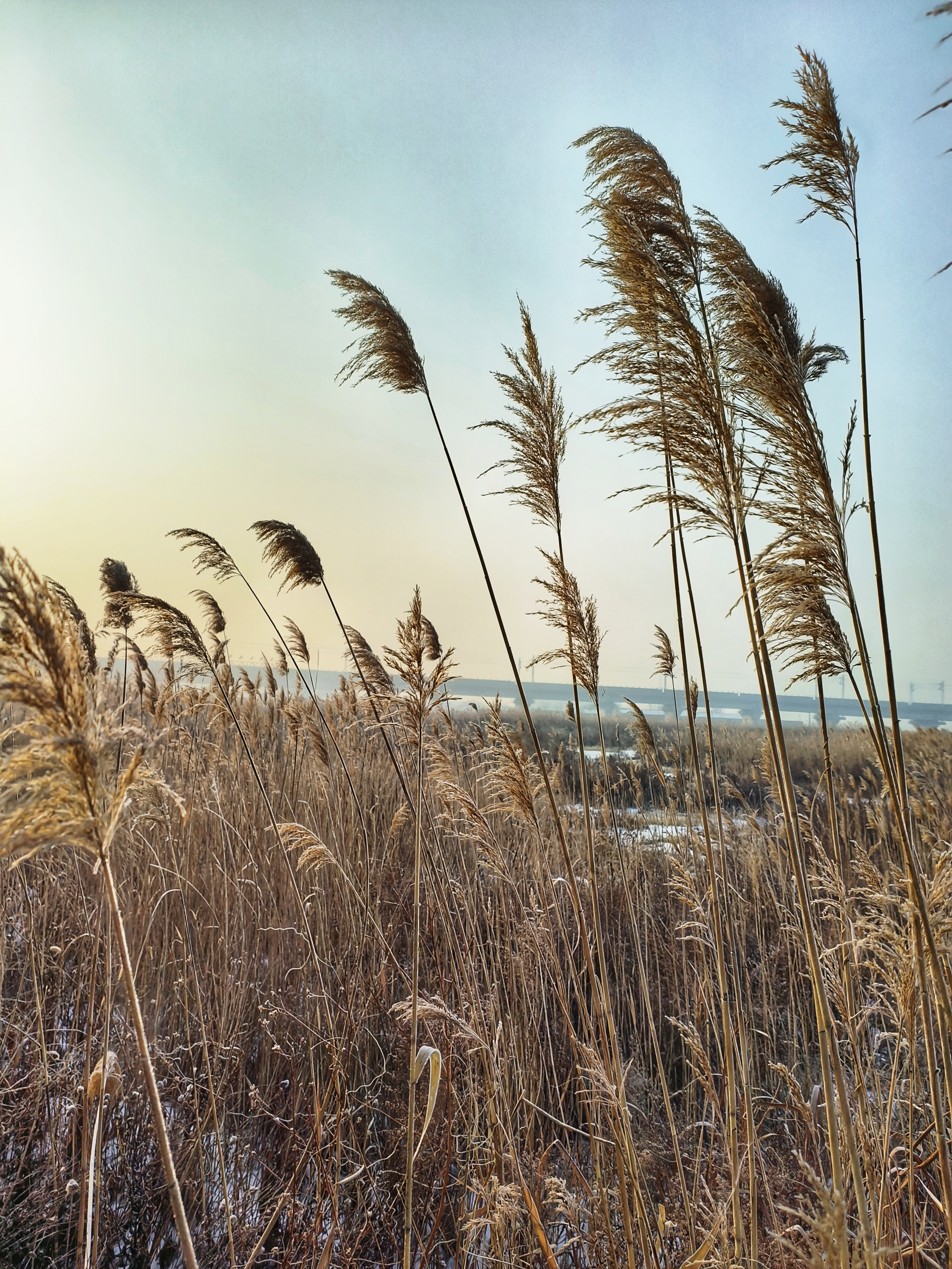 天津芦苇资源特别丰富,很多地方都能看见大片芦苇,拍照特别美,这里是