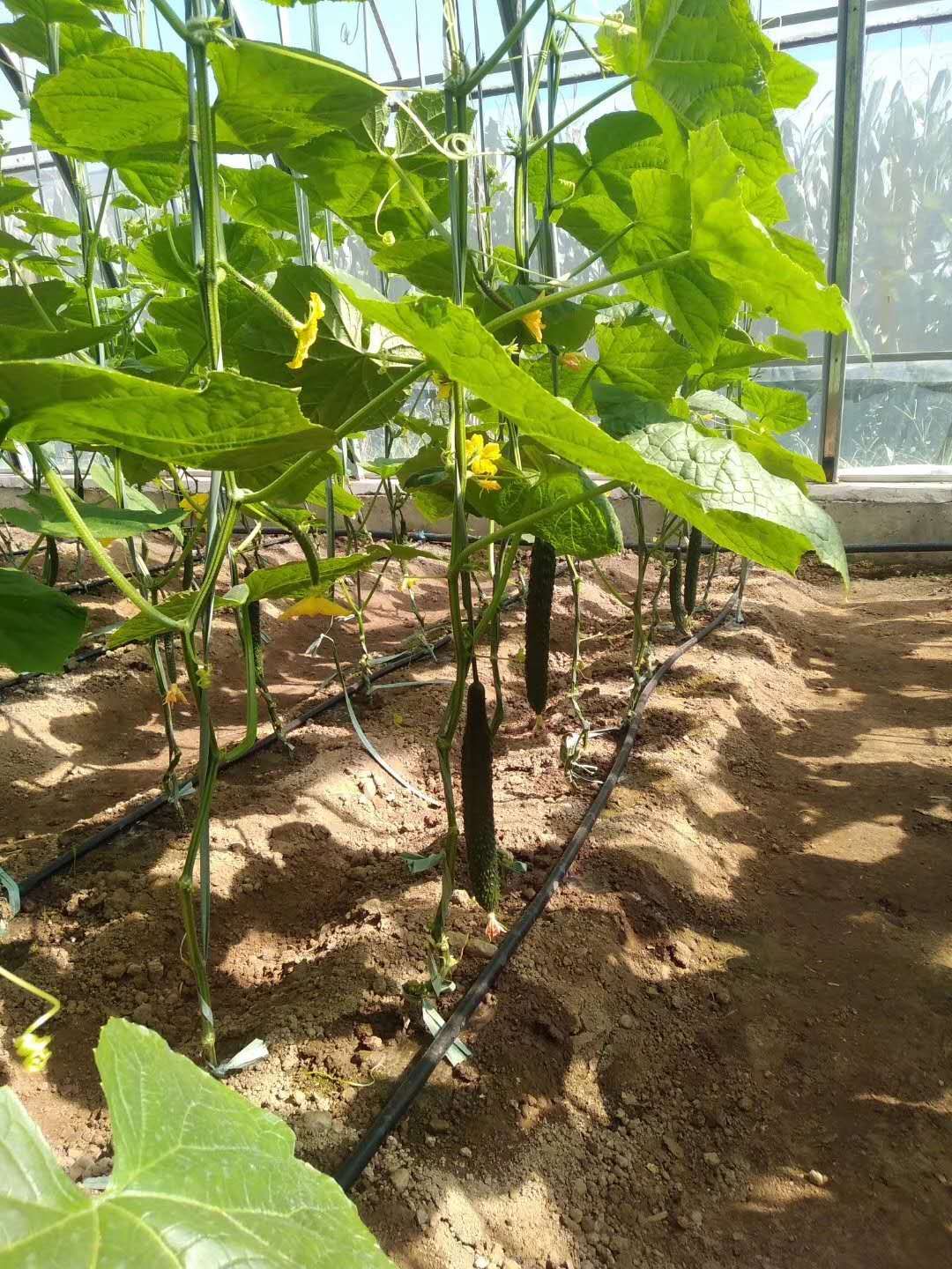 这项技术就是通过滴水灌溉的方式,将水和肥料直接送到黄瓜的根部,既