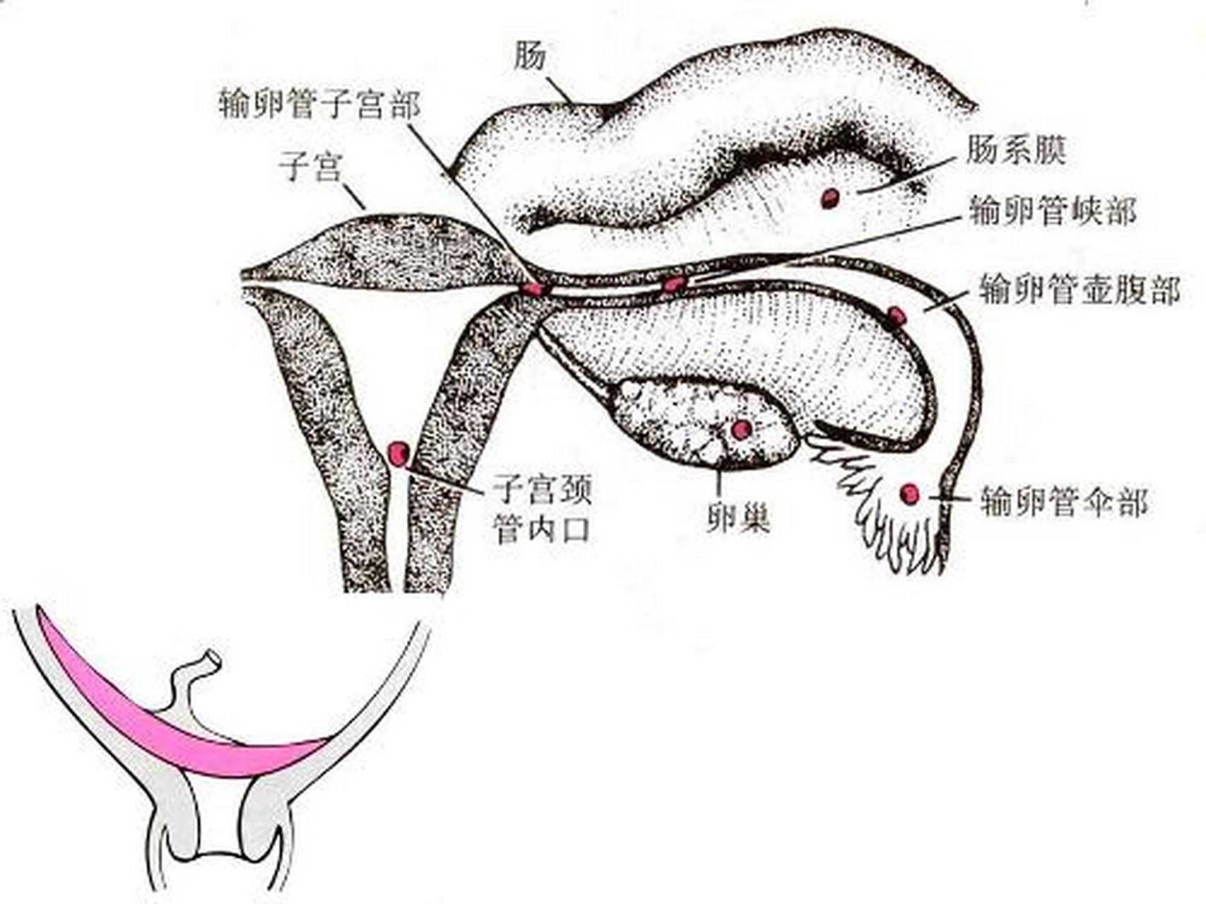 子宫结构详解图图片