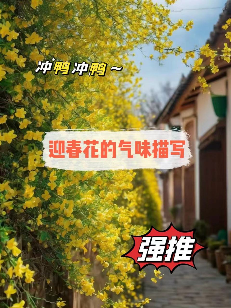 迎春花味道图片