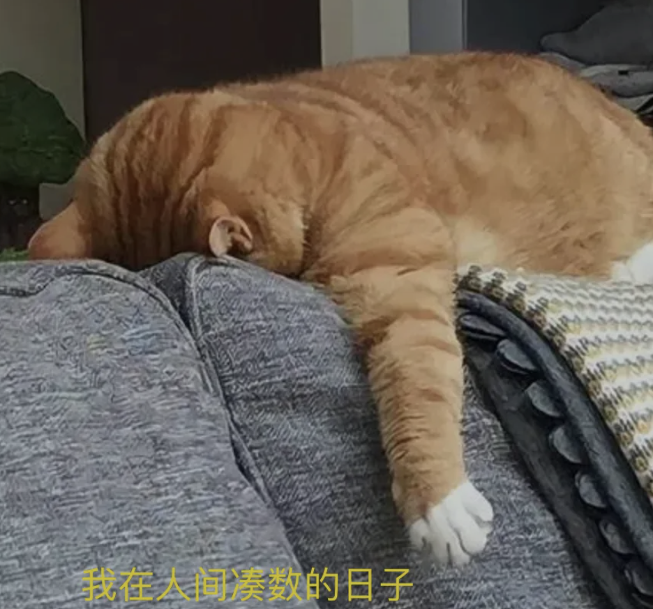 都说外行看热闹,内行看门道